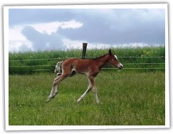 Zobrazit (20 fotek) hřebec welsh cob