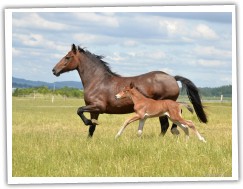 Zobrazit (22 fotek) klisna welsh cob