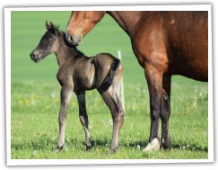 Zobrazit (55 fotek) welara hřebec (75% arabské krve)