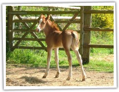 Zobrazit (68 fotek) Hřebec welsh cob