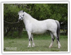 Zobrazit (55 fotek) Klisna welsh mountain pony