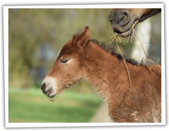 Zobrazit (17 fotek) Klisna welsh cob