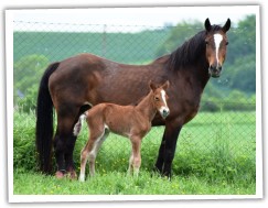 Zobrazit (17 fotek) welsh cob kobylka