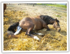 Zobrazit (36 fotek) welsh cob kobylka 2011