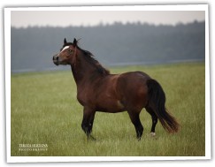 Zobrazit (27 fotek) Welsh cob klisna