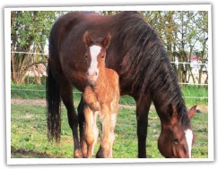 Zobrazit (27 fotek) hřebec welsh cob