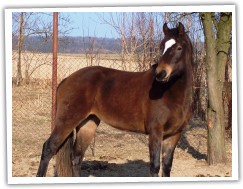 Zobrazit (16 fotek) Welsh cob klisna