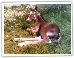 Zobrazit (17 fotek) welsh cob klisna