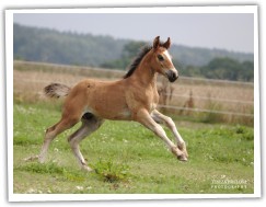 Zobrazit (12 fotek) welsh cob hřebec po Mischel Black Fabian