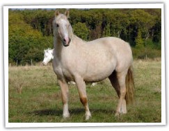Terackie Golden Beauty - matka 