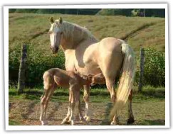 Terackie Golden Beauty - matka 