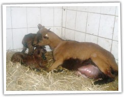 Jednorožka a její kozičky 2011