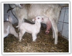 Malá Sněhurka mimozemšťan:-)