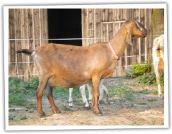 Matka Sofinky