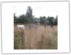 6/2008 - velcí koně v trávě:-)