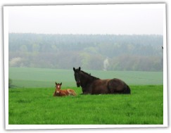 Kobylka 2013