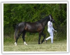 Aston 2roky šampionát