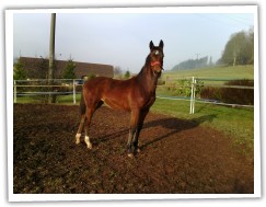 Seren 12/15