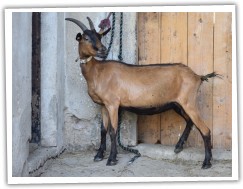 Hnědá x alpinská