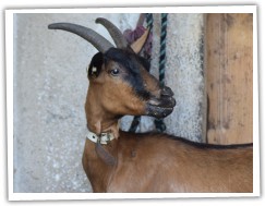 Hnědá x alpinská