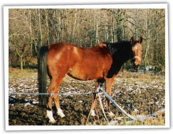Pani 1999