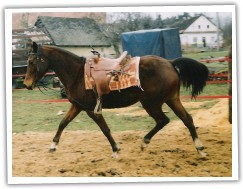 Pani 2000