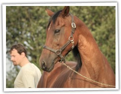 Pani 2008