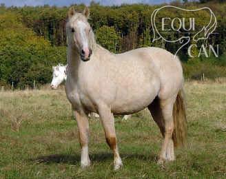 Terackie Golden Beauty - matka 