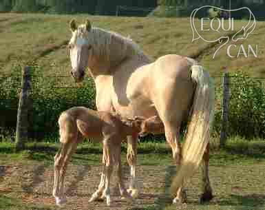 Terackie Golden Beauty - matka 
