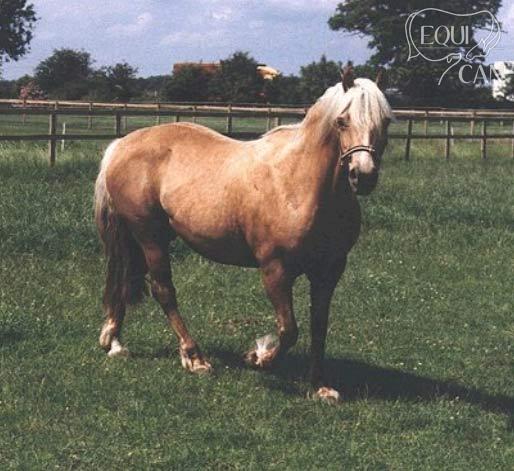 Yswain Aureole
