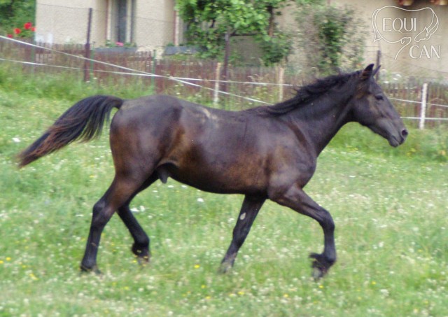 Roční