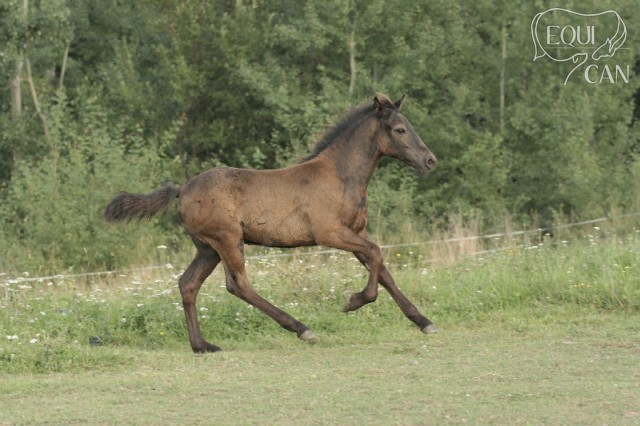 Mergen 2008