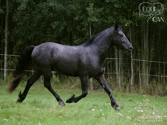 Mergen 2010