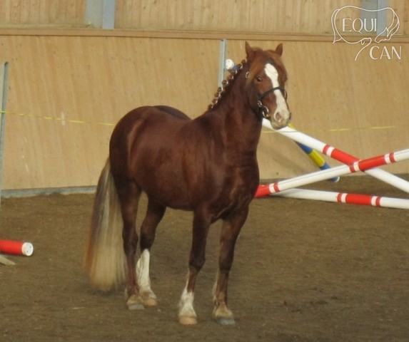Prezentace hřebců 2012