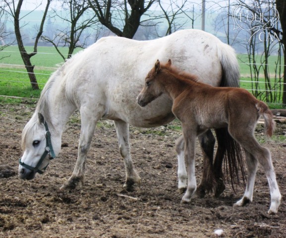 Narození