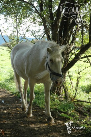 Baša 2012