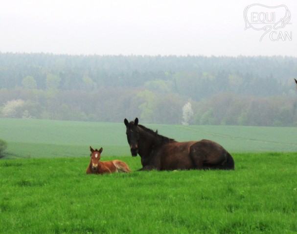 Kobylka 2013