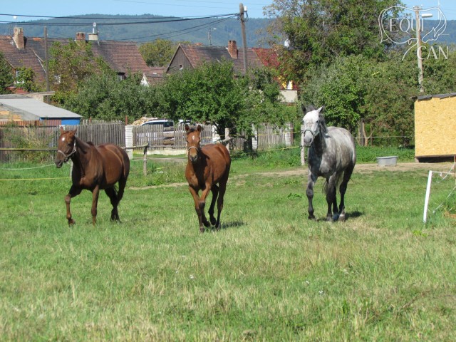 9/13 v novém domově