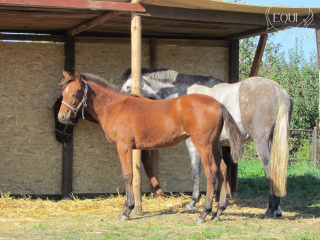 9/13 v novém domově