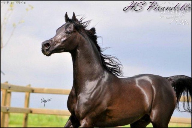 děd HS Pirandello