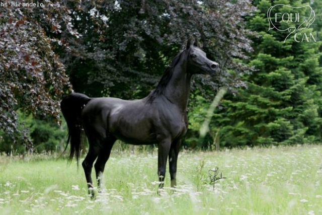 děd HS Pirandello