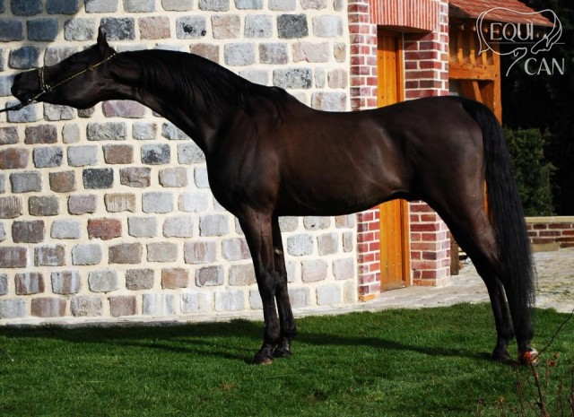 děd HS Pirandello
