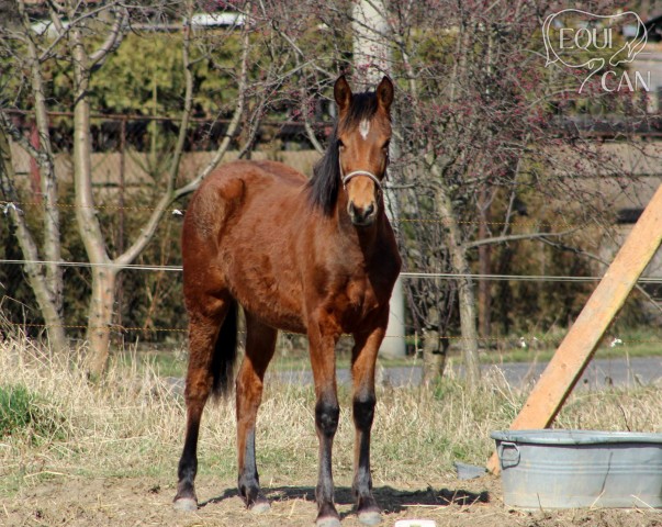 roční