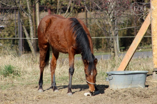 roční