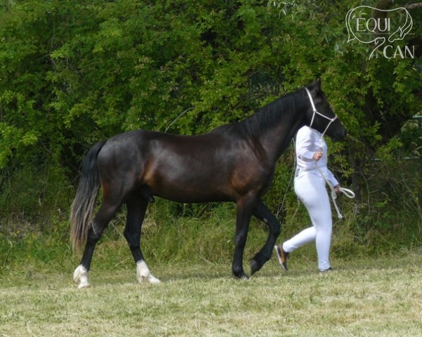 Aston 2roky šampionát