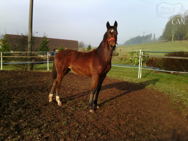 Seren 12/15