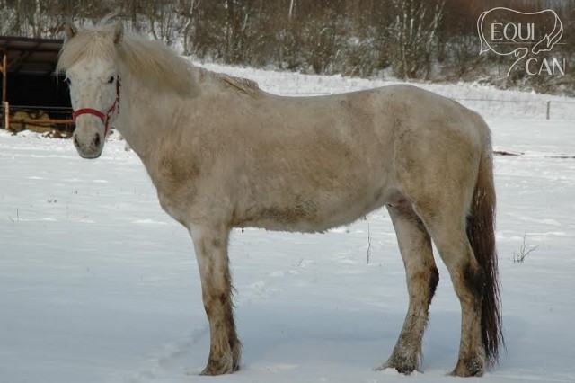 2016 jaro