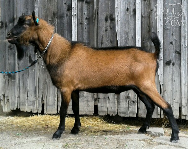 Plemenný kozel