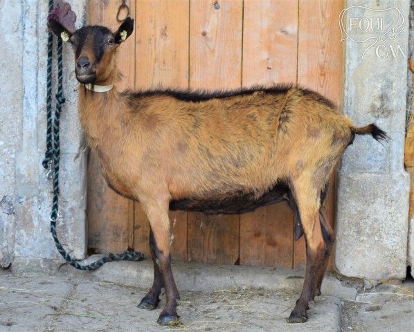 Hera