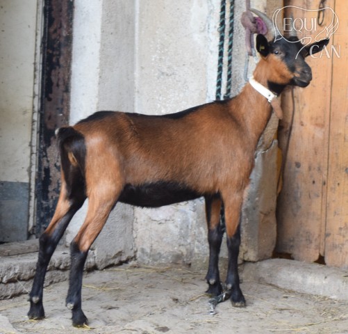 Malá Šíša